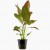 Echinodorus Ozelot Red, 1 vnt